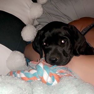 Meet your Posher, Morgan